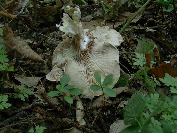 813 Ottobre vecchio ritrovamento